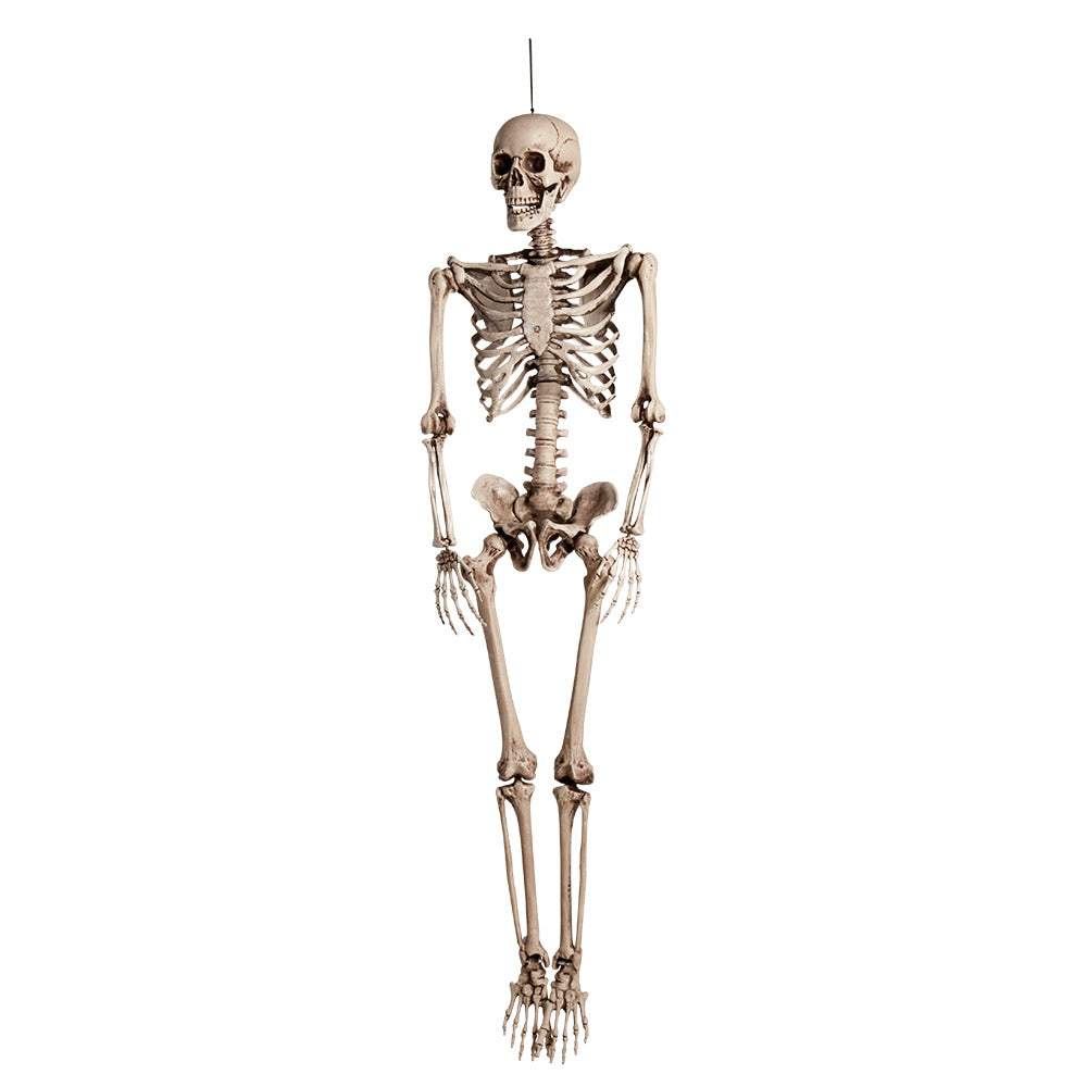 KABANTIS SKELETAS (160 CM)