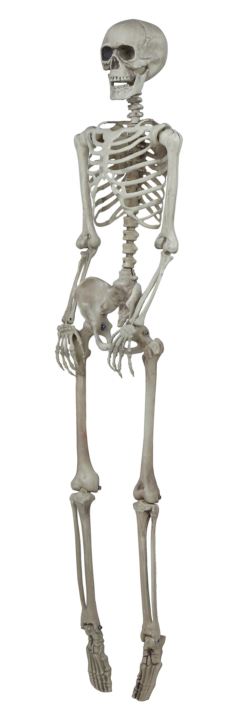 SKELETAS, 160 CM