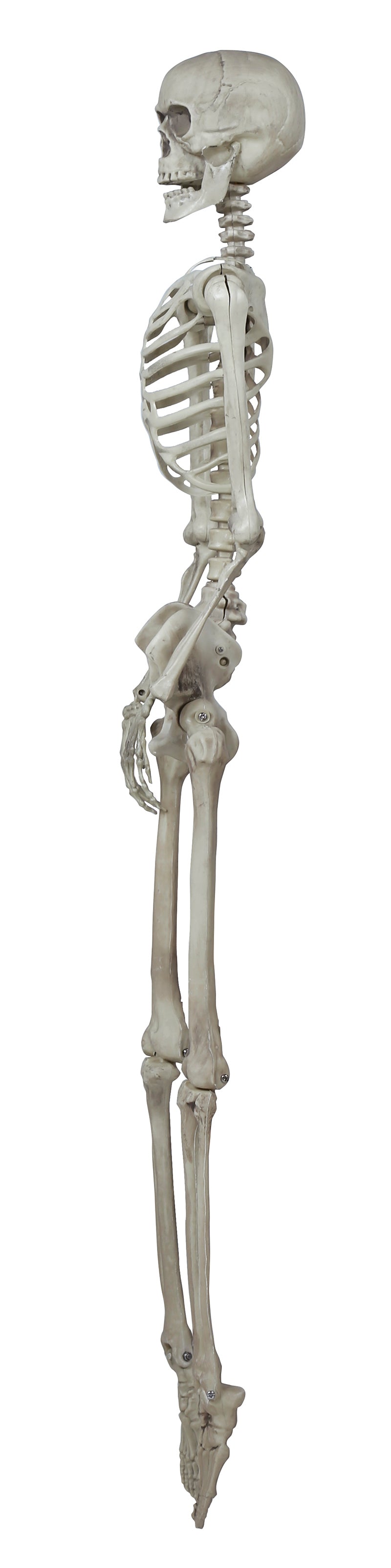 SKELETAS, 160 CM