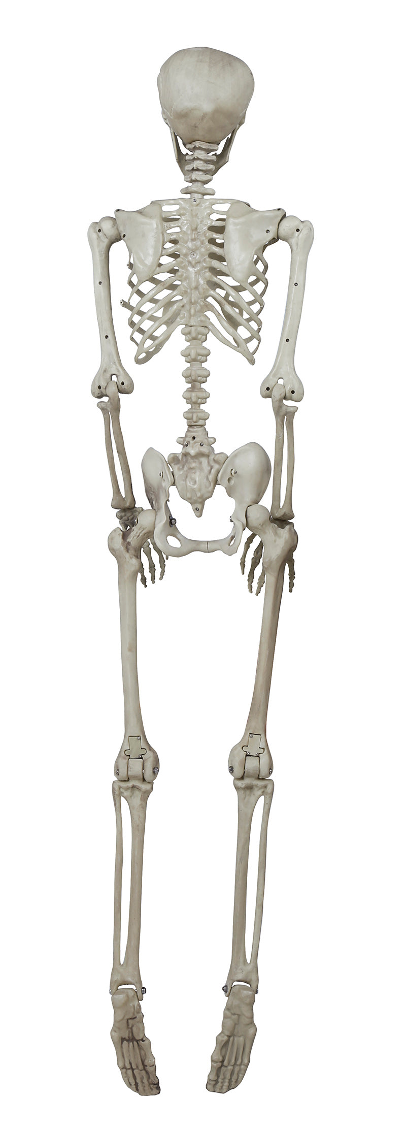 SKELETAS, 160 CM