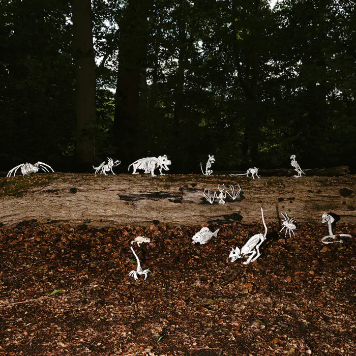 ŽIURKĖS SKELETAS (46 x 7x10CM)