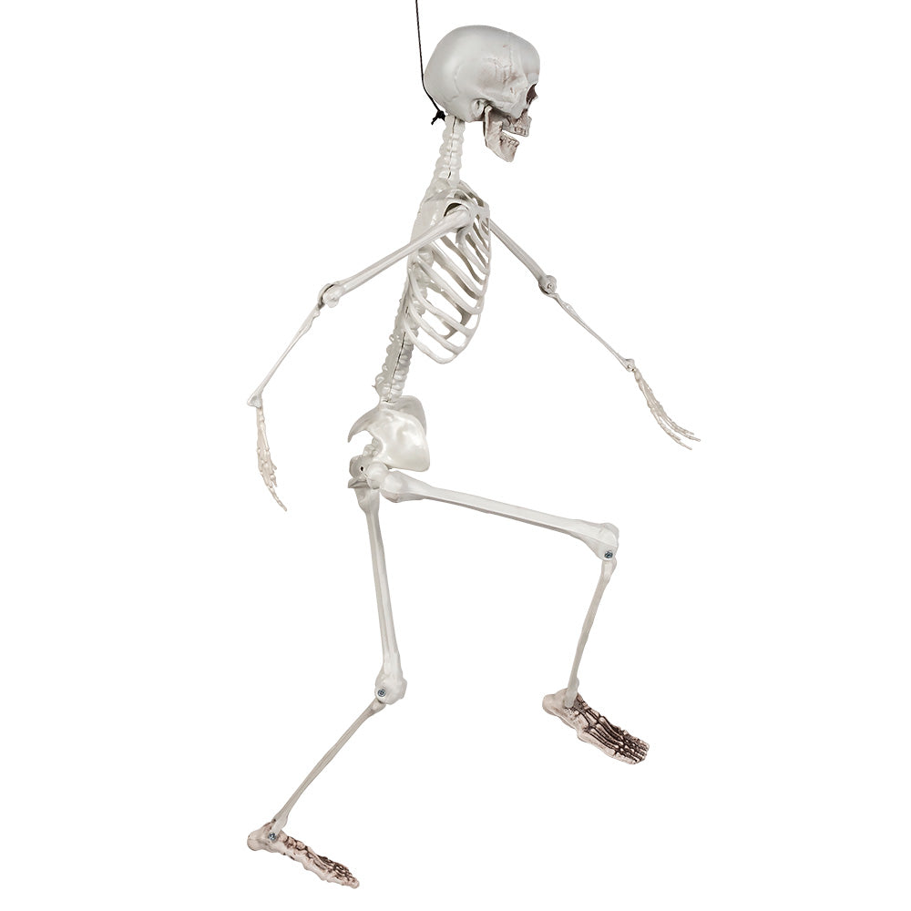 KABANTIS SKELETAS (91 CM)