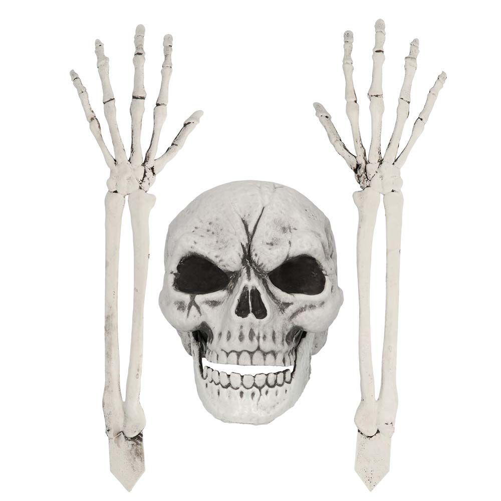 PALAIDOTAS SKELETAS (GALVA IR RANKOS)