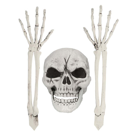PALAIDOTAS SKELETAS (GALVA IR RANKOS)